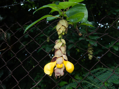 Gmelina philippensis