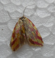 Hypercallia citrinalis