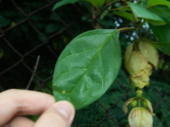 Gmelina philippensis