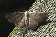 Macaria minorata