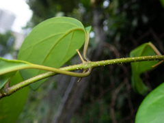 Gmelina philippensis