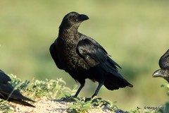 Corvus rhipidurus