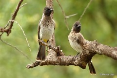 Pycnonotus barbatus dodsoni