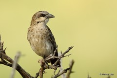 Plocepasser donaldsoni