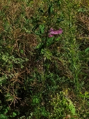 Cosmos bipinnatus