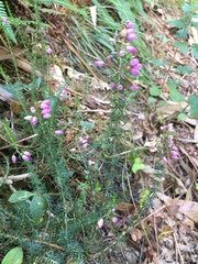 Erica cinerea