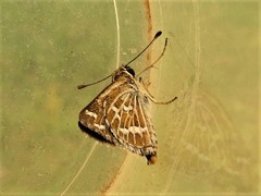 Taractrocera maevius