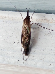 Keroplatus