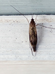 Keroplatus