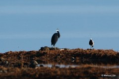 Egretta garzetta dimorpha