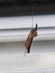 Keroplatus