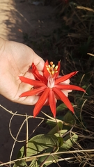 Passiflora cristalina