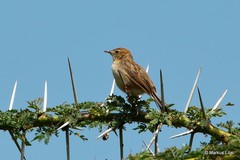 Cisticola brachypterus