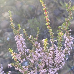 Ericeae