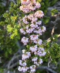 Ericeae