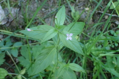 Epilobium adenocaulon