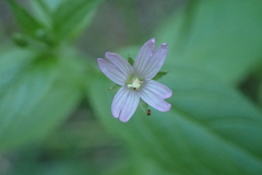 Epilobium adenocaulon