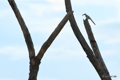 Tockus erythrorhynchus