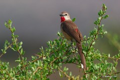 Rhodophoneus cruentus