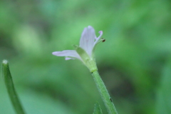 Epilobium adenocaulon