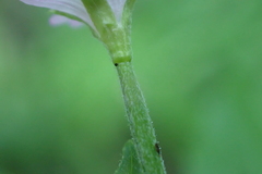 Epilobium adenocaulon