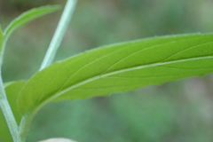 Epilobium adenocaulon