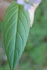 Epilobium adenocaulon