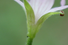 Epilobium adenocaulon