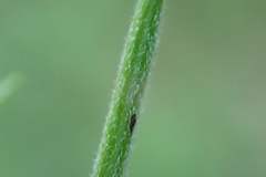 Epilobium adenocaulon