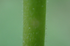 Epilobium adenocaulon