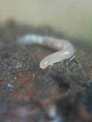 Microplana humicola