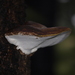Fomitopsis hemitephra - Photo (c) Benjamin Foord, some rights reserved (CC BY-NC), uploaded by Benjamin Foord