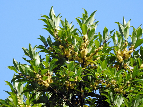 Photo of Litsea coreana H.Lév. (Litsea coreana H.Lév.)