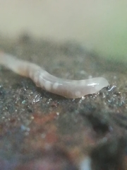 Microplana humicola
