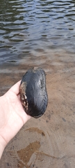 Unionoidea