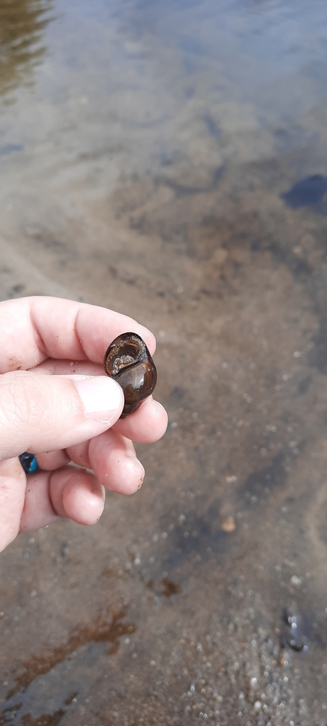 Pointed Campeloma