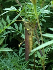 Schistocerca obscura