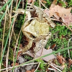 Rana temporaria
