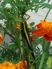 Schistocerca obscura