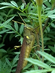 Schistocerca obscura