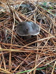 Tricholoma terreum image