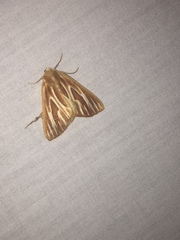 Sabulodes niveostriata