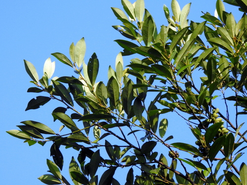 Image of Magnolia compressa by (c) Jacy Chen, some rights reserved (CC BY)