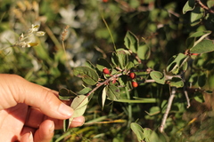 Cotoneaster tauricus