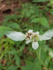 Pycnanthemum albescens