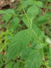 Pycnanthemum albescens