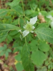 Pycnanthemum albescens