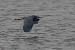 Egretta gularis