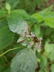 Pycnanthemum albescens