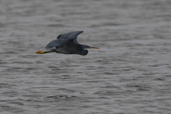 Egretta gularis